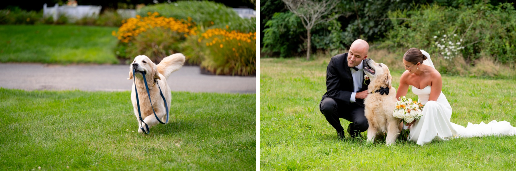 dog carries his own leash across the lawn, and bride and groom sitting with their golden retriever for a photo after the wedding ceremony 