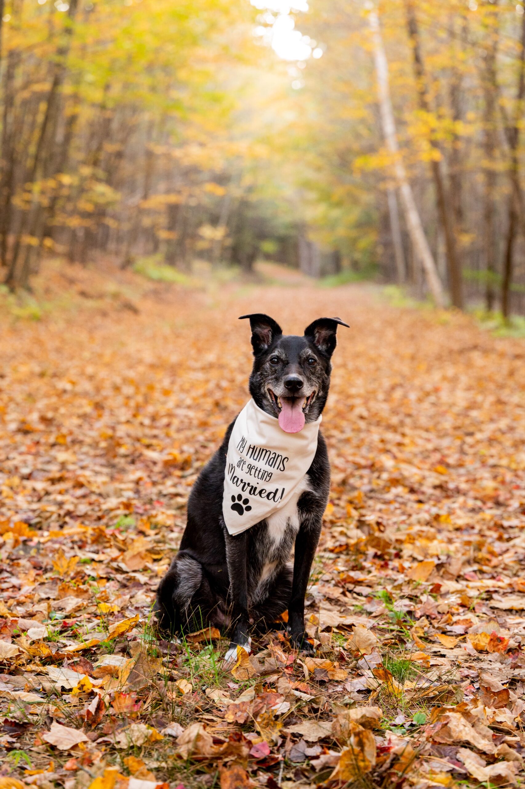 dog sitting on a wooded path covered in orange fall leaves